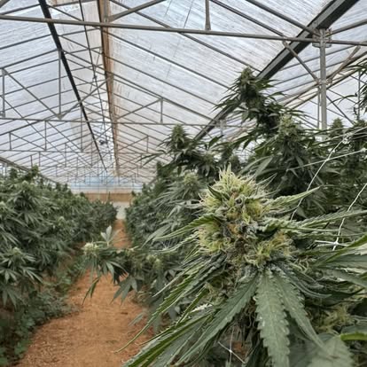 Desarrollo de las flores en el cultivo Alice in Hempland